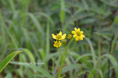 Senecio neelgherryanus